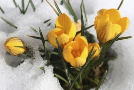 ��� �������� ���� �������� �� �������� ����������: ������ ������ ��� ���������