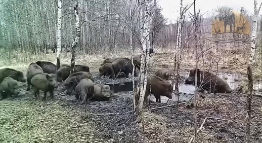 ������� ��������� ����������� � ������ � ����