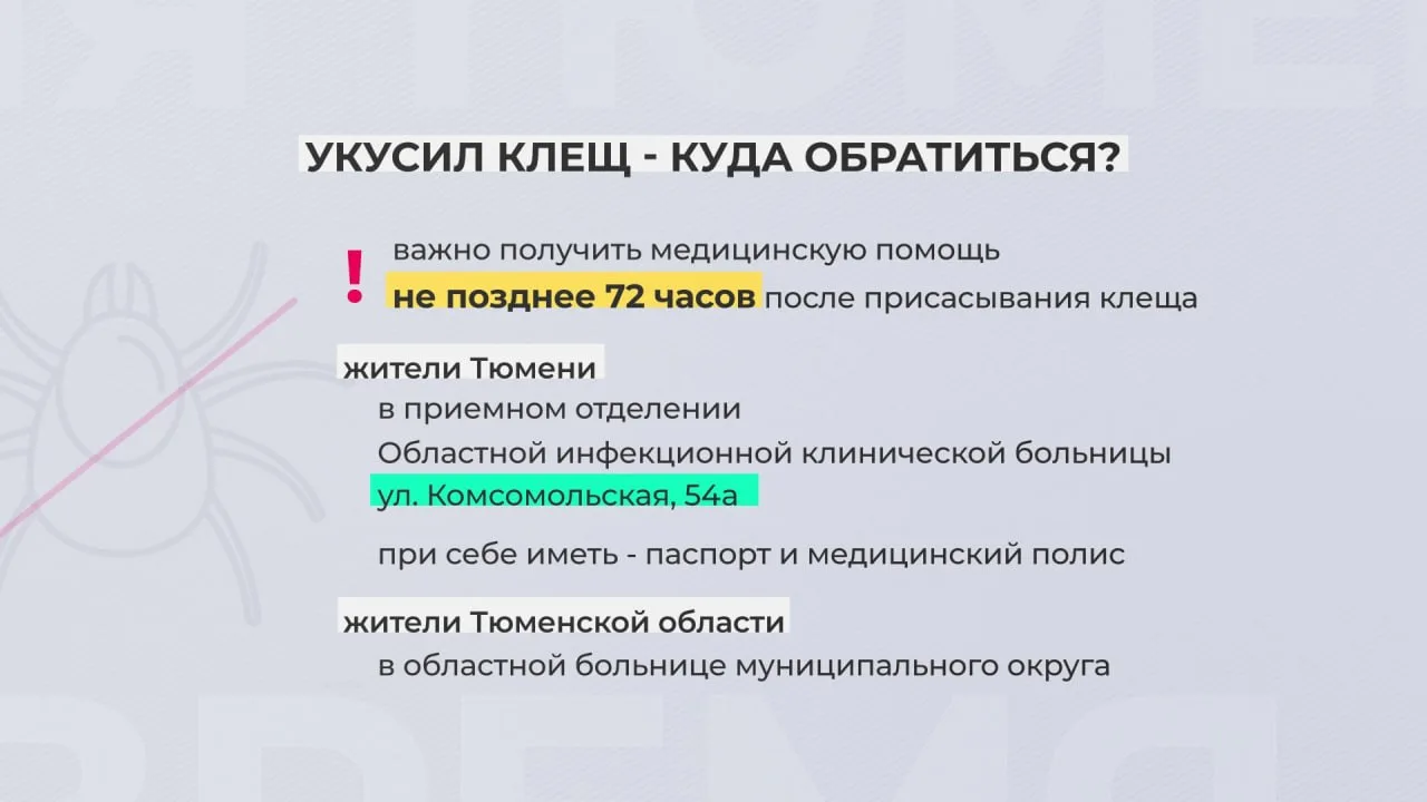 Тюменская область вошла в список регионов с высоким риском заражения клещевым энцефалитом, сообщили в Роспотребнадзоре