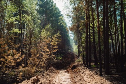 В Тюменской области обследуют 3 400 га лесов, пострадавших от пожаров