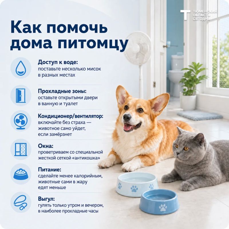 Как помочь животным в жару? Как помочь животным в жару?