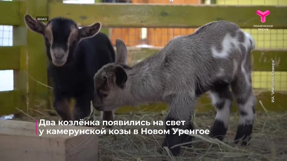 В Детской экологической станции Нового Уренгоя очередное пополнение