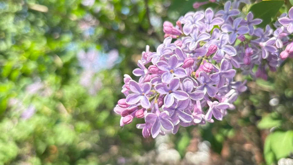 Город утонул в цветах Город утонул в цветах