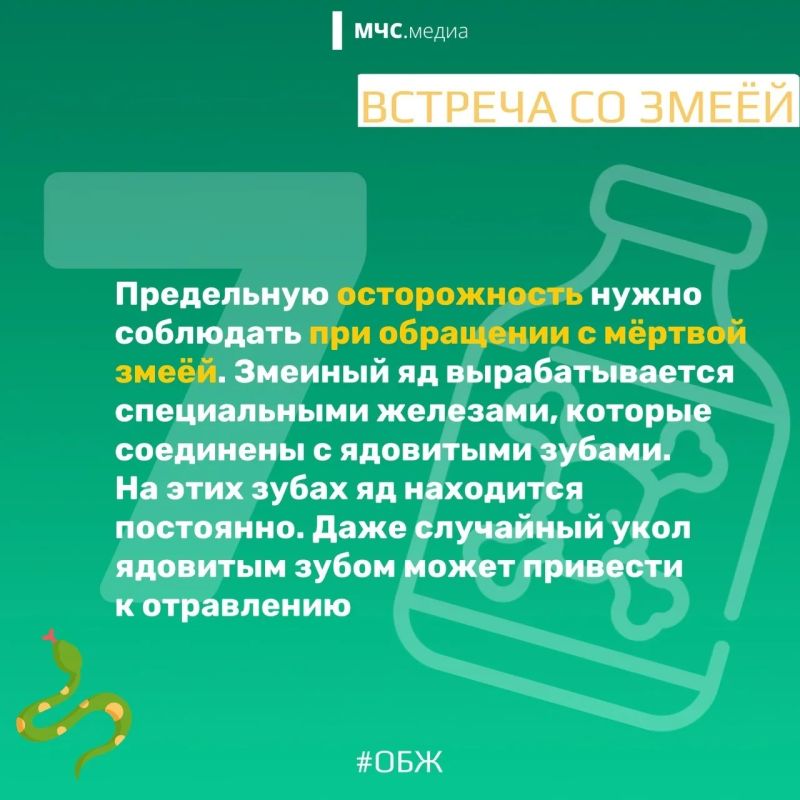 МЧС России напоминает о правилах безопасности в период активности змей: МЧС России напоминает о правилах безопасности в период активности змей: