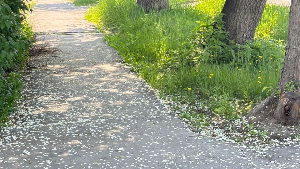 Город утонул в цветах Город утонул в цветах