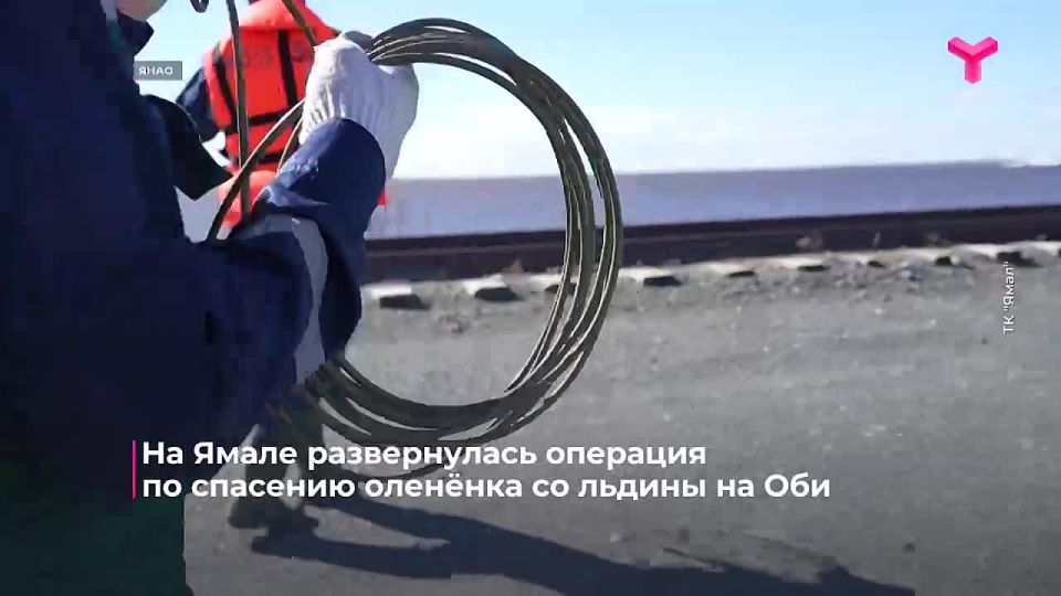 Спасательная операция на реке Обь: оленёнок оказался в ледяном плену