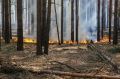 За сутки в Тюменской области потушили сразу 5 лесных пожаров
