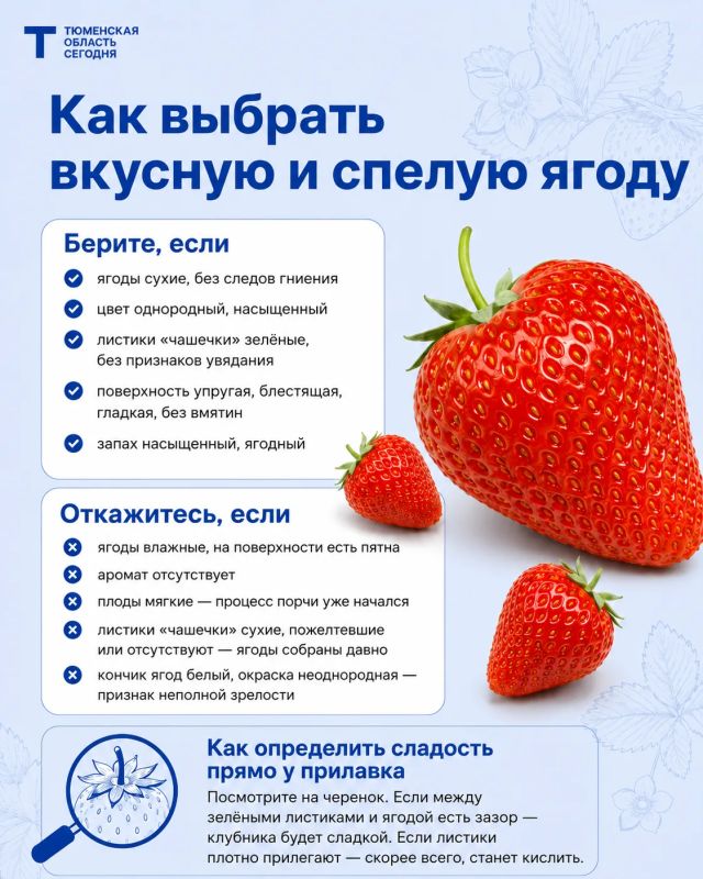 Как выбрать вкусную и спелую клубнику