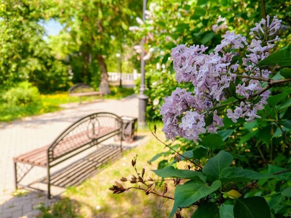 2026.Май.Сирень в Загородном саду 2026.Май.Сирень в Загородном саду