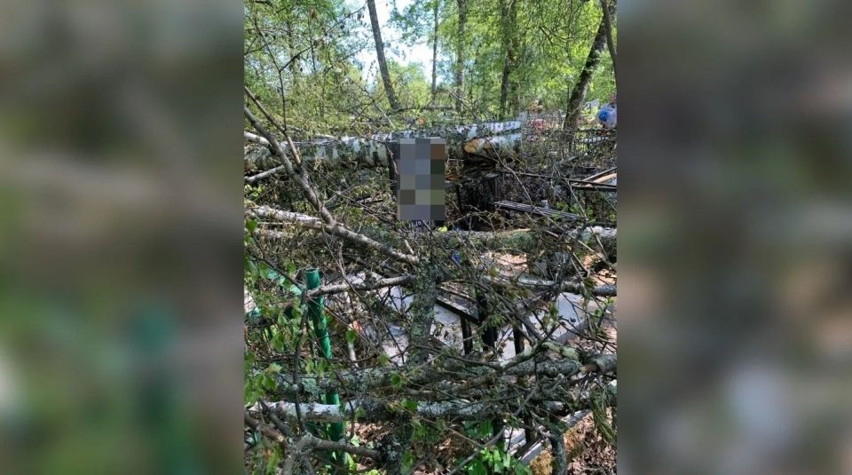 На могилах на кладбище лежат спиленные деревья На могилах на кладбище лежат спиленные деревья