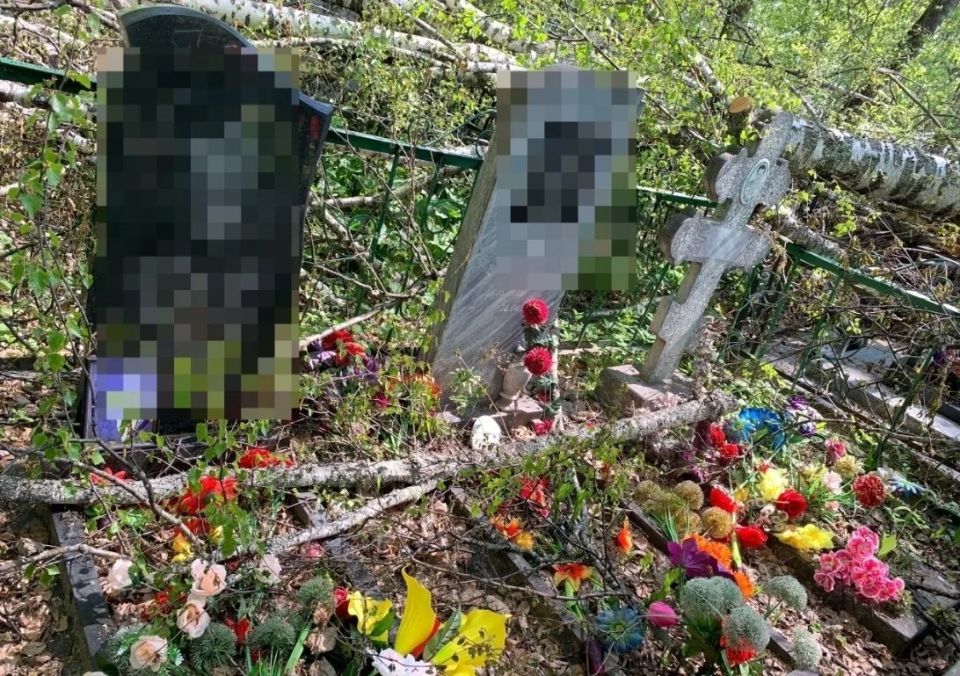 На могилах на кладбище лежат спиленные деревья На могилах на кладбище лежат спиленные деревья