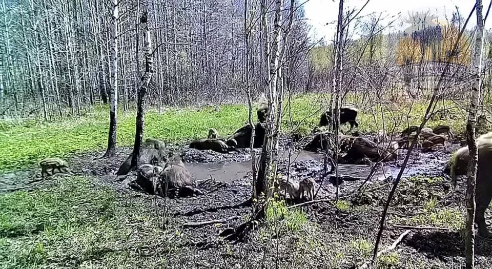 В охотхозяйстве Чугунаевское заметили семью кабанчиков, которые делают спа-процедуры