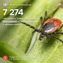 Клещи покусали 7 274 жителя Тюменской области