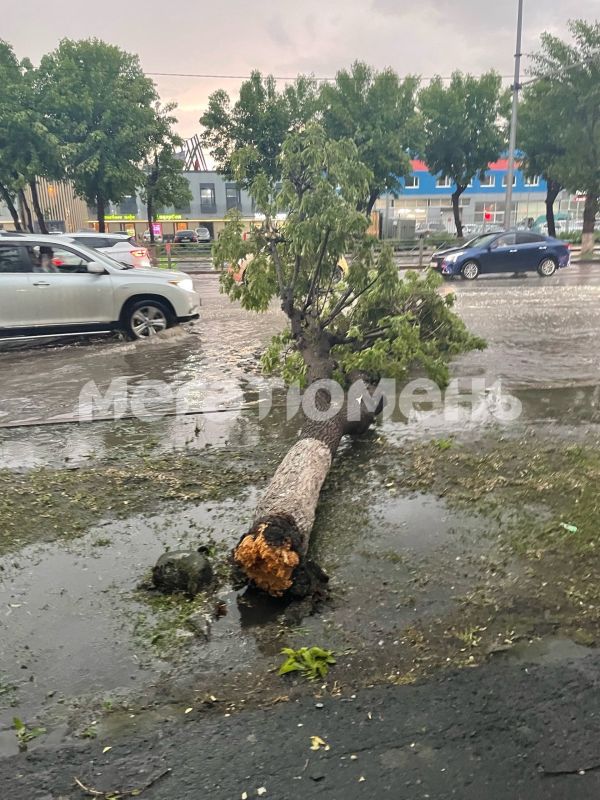 На Бакинских Комиссаров дерево не выдержало сегодняшней погоды и рухнуло прямо на проезжую часть На Бакинских Комиссаров дерево не выдержало сегодняшней погоды и рухнуло прямо на проезжую часть