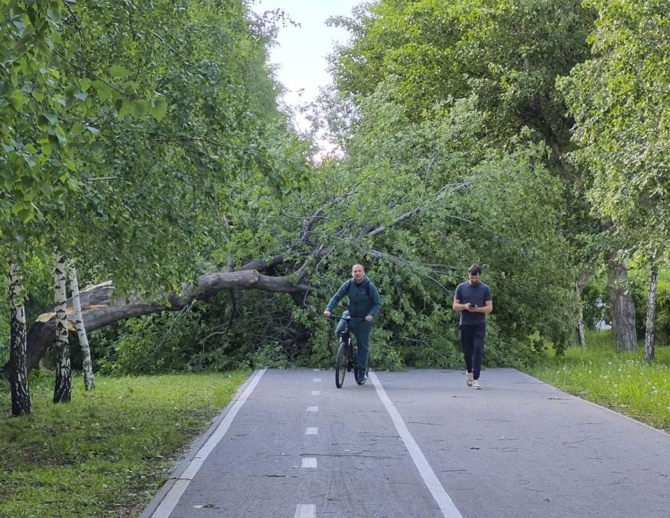 На ул. 50 лет Октября возле областной стоматологии поваленное штормом дерево лежит почти сутки На ул. 50 лет Октября возле областной стоматологии поваленное штормом дерево лежит почти сутки