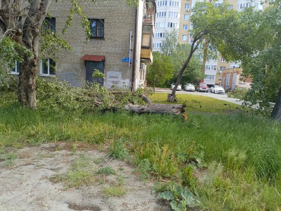 По сравнению с другими, мы отделались легким испугом, свалило дерево