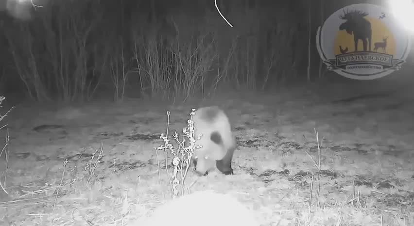 Косолапые приключения в Чугунаевском охотхозяйстве Фотоловушка запечатлела двух мишек, гуляющих под покровом ночи