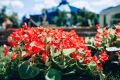 Тюмень расцветает. На Городской площади (ул