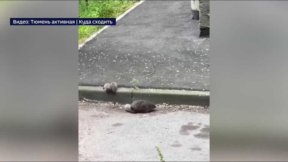 В одном из тюменских дворов местные жители увидели семейство ежей