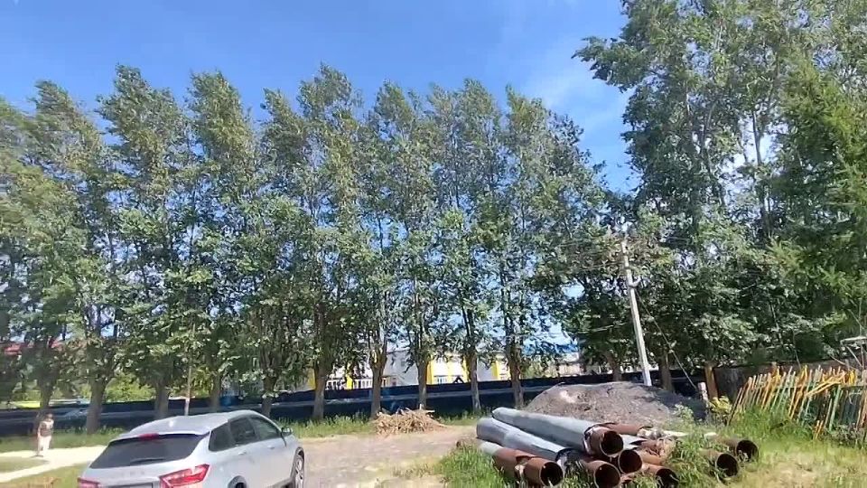 Тополя в селе Каскара достигают высоты пятиэтажных домов