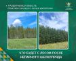 На фотографиях — один и тот же лесной массив в Абатском округе, который был поражен непарным шелкопрядом в прошлом году