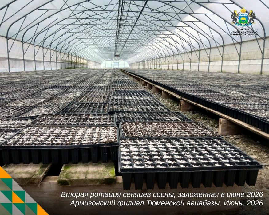 Конвейер лесовосстановления работает без перерывов Конвейер лесовосстановления работает без перерывов