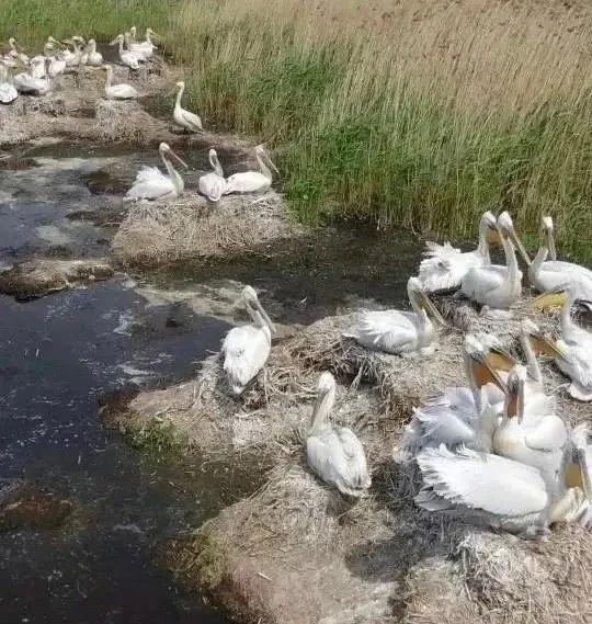 В заказниках Тюменской области — радостное событие: специалисты обнаружили гнёзда лебедяшипуна В заказниках Тюменской области — радостное событие: специалисты обнаружили гнёзда лебедяшипуна