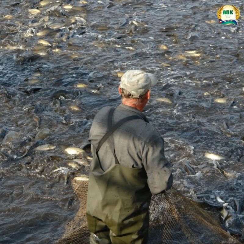 В Тюменской области развивается промышленное рыболовство