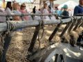 На Базарной площади продолжается «Сабантуй»!