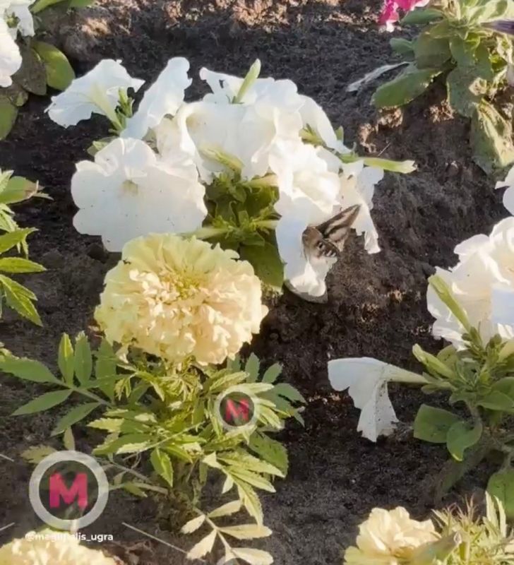 В Нижневартовске местные жители поймали на камеру сибирского колибри В Нижневартовске местные жители поймали на камеру сибирского колибри