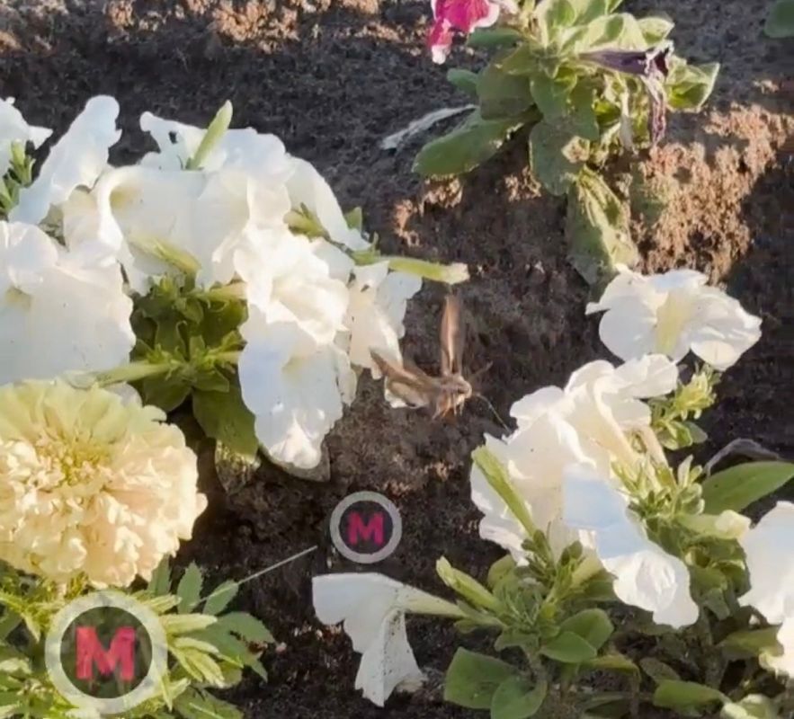 В Нижневартовске местные жители поймали на камеру сибирского колибри В Нижневартовске местные жители поймали на камеру сибирского колибри
