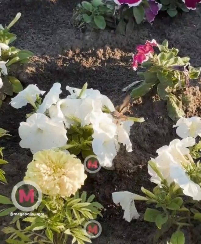 В Нижневартовске местные жители поймали на камеру сибирского колибри В Нижневартовске местные жители поймали на камеру сибирского колибри