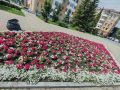 Цветы в городе — не просто украшение