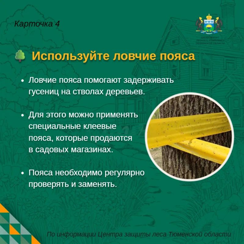 Непарный шелкопряд на участке: что можно сделать уже сейчас? Непарный шелкопряд на участке: что можно сделать уже сейчас?
