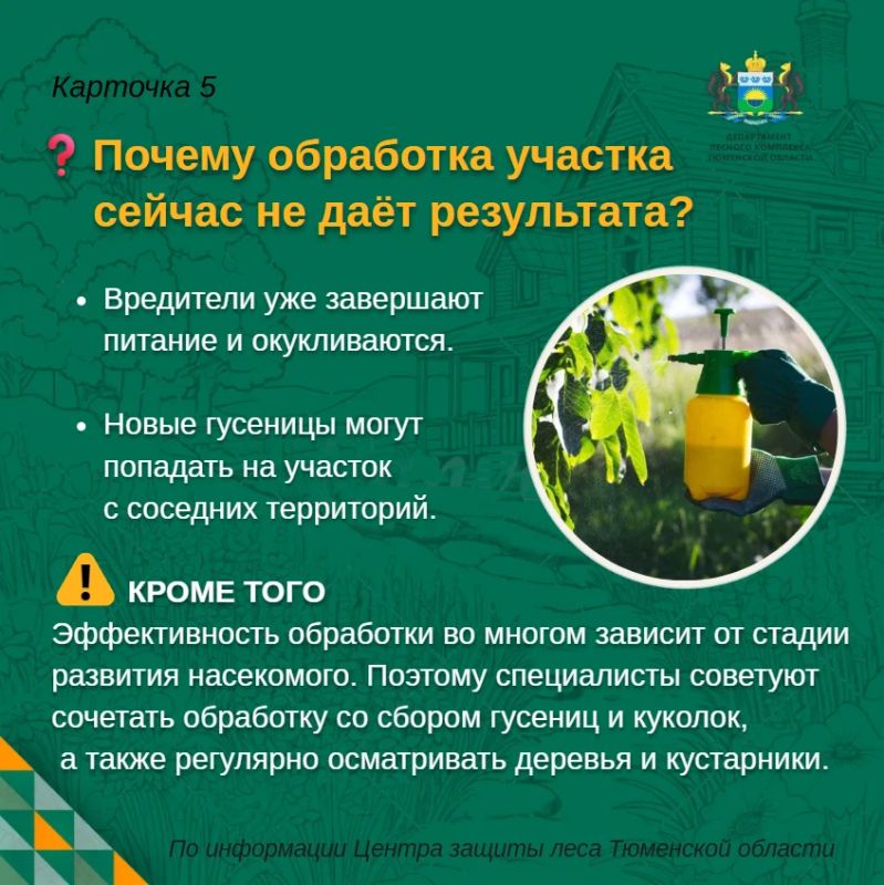 Непарный шелкопряд на участке: что можно сделать уже сейчас? Непарный шелкопряд на участке: что можно сделать уже сейчас?
