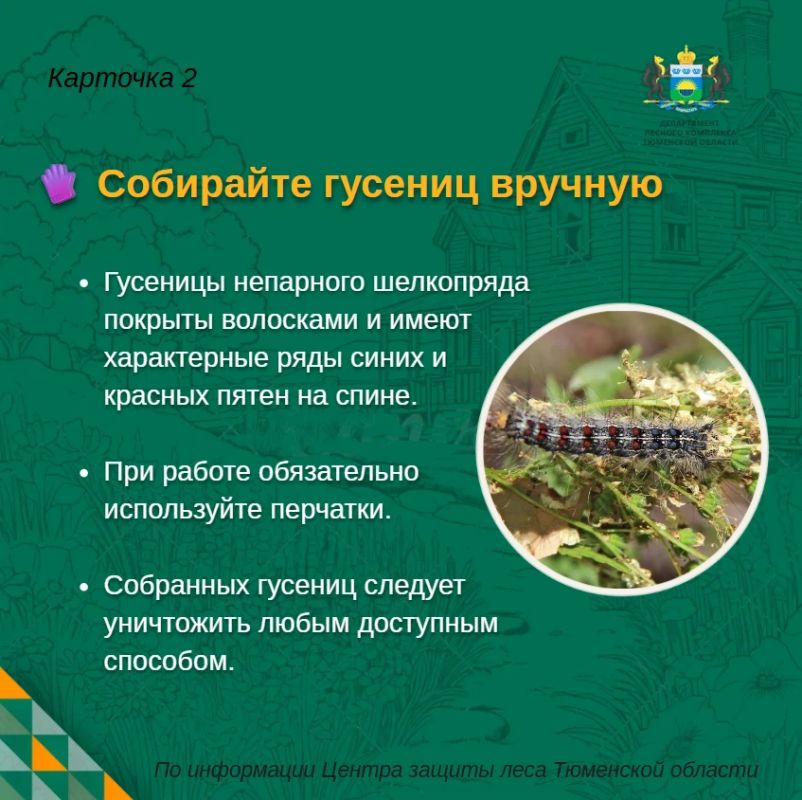 Непарный шелкопряд на участке: что можно сделать уже сейчас? Непарный шелкопряд на участке: что можно сделать уже сейчас?