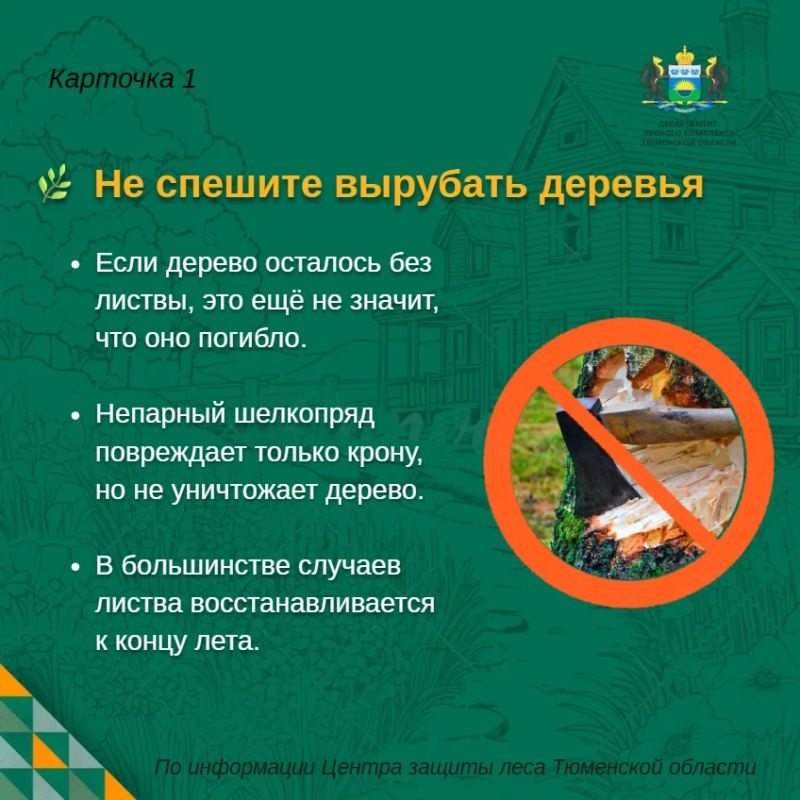 Непарный шелкопряд на участке: что можно сделать уже сейчас? Непарный шелкопряд на участке: что можно сделать уже сейчас?