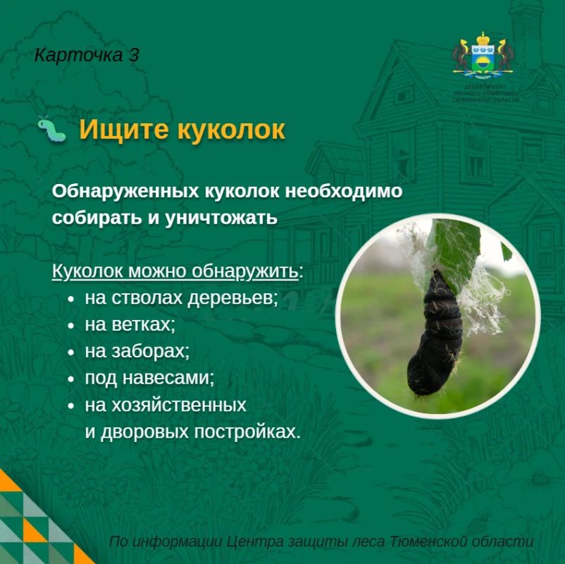Непарный шелкопряд на участке: что можно сделать уже сейчас? Непарный шелкопряд на участке: что можно сделать уже сейчас?