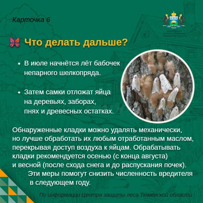 Непарный шелкопряд на участке: что можно сделать уже сейчас? Непарный шелкопряд на участке: что можно сделать уже сейчас?