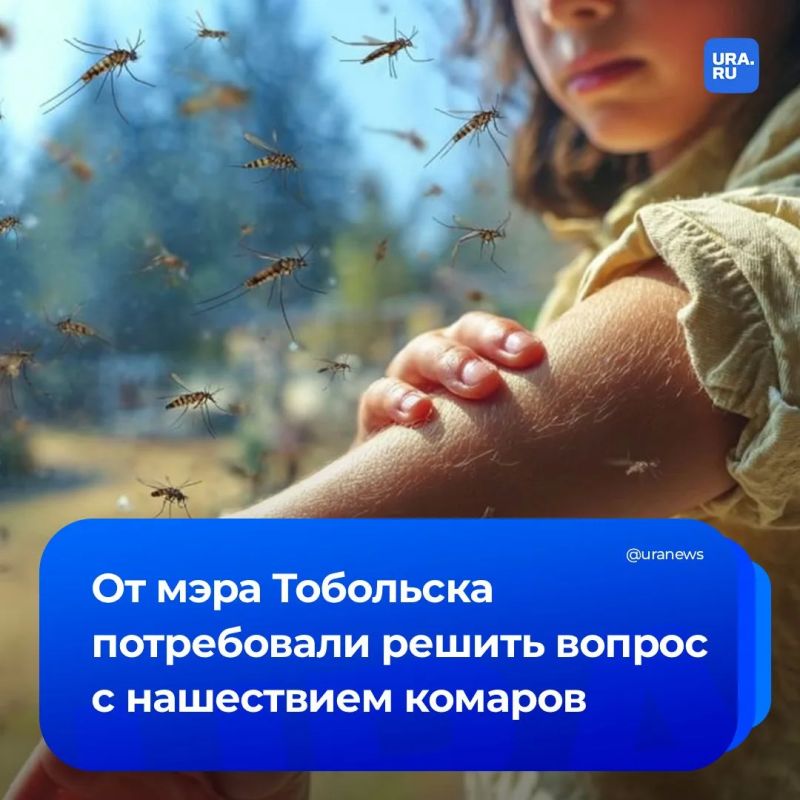 Главу Тобольска попросили убрать из города комаров