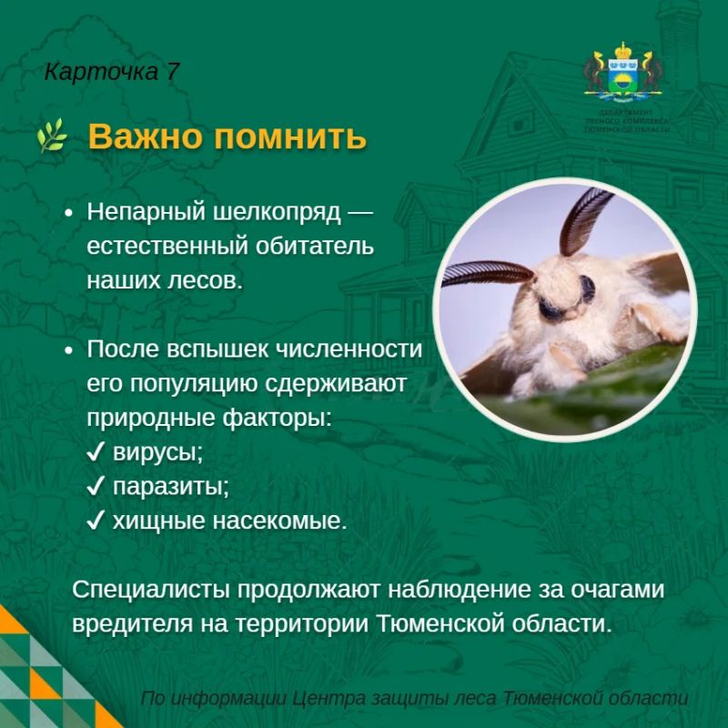Непарный шелкопряд на участке: что можно сделать уже сейчас? Непарный шелкопряд на участке: что можно сделать уже сейчас?