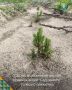 Более 35 тысяч молодых сосен прошли техническую приемку