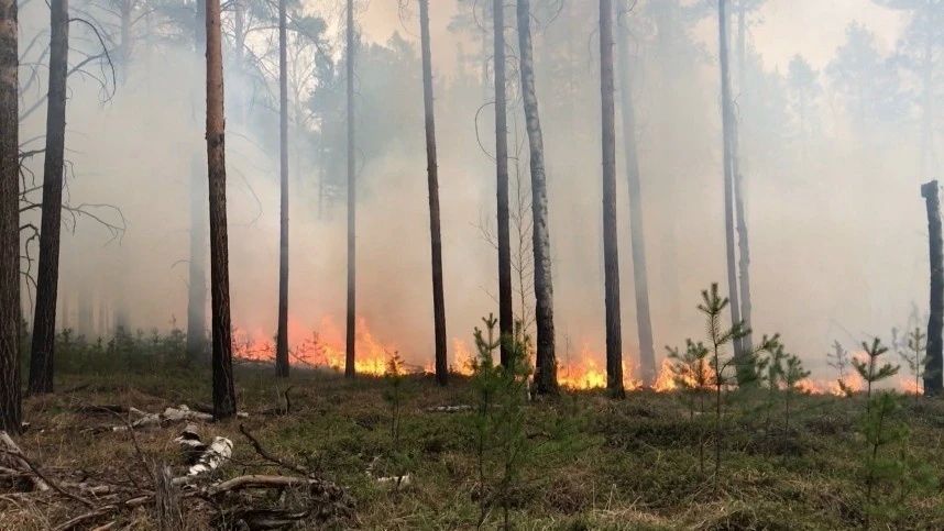 Крупный лесной пожар ликвидирован в Тюменской области