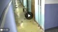 Жестокое убийство кота в тюменском многоквартирнике на Олимпийской попало на камеры видеонаблюдения