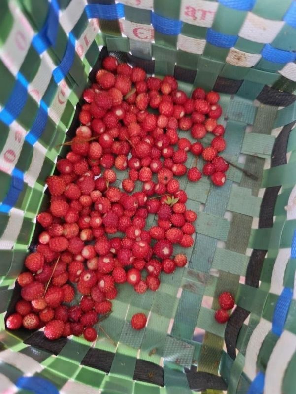 Фото со вкусом. В лесах Тюменской области начался сезон сбора земляники — ягода массово созревает вдоль лесных трасс Фото со вкусом. В лесах Тюменской области начался сезон сбора земляники — ягода массово созревает вдоль лесных трасс