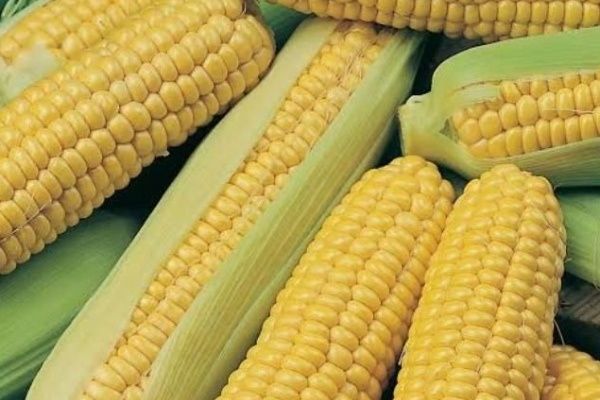 Сладкая революция: кукуруза Драйвер покоряет огороды
