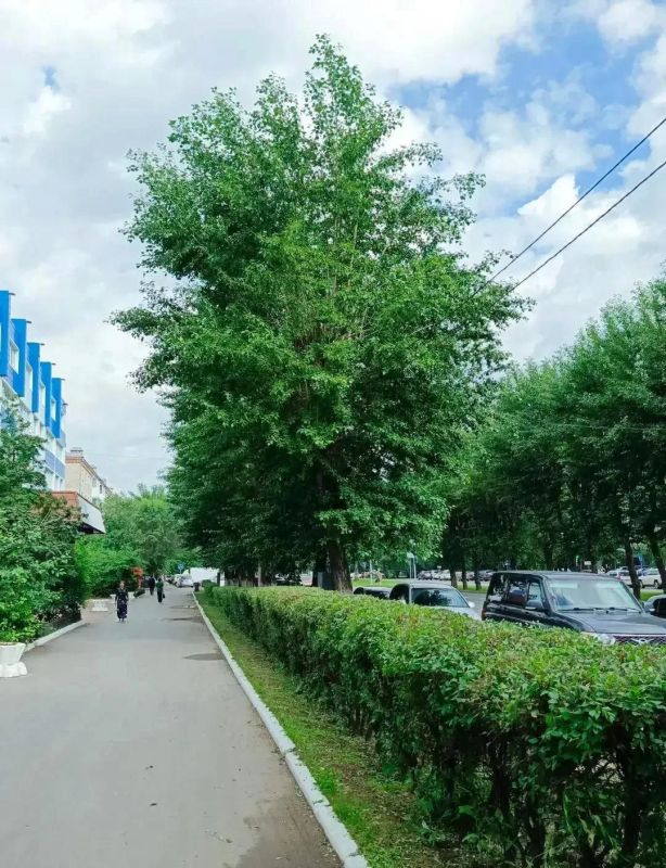 Что стрижём? Живую изгородь! Что стрижём? Живую изгородь!