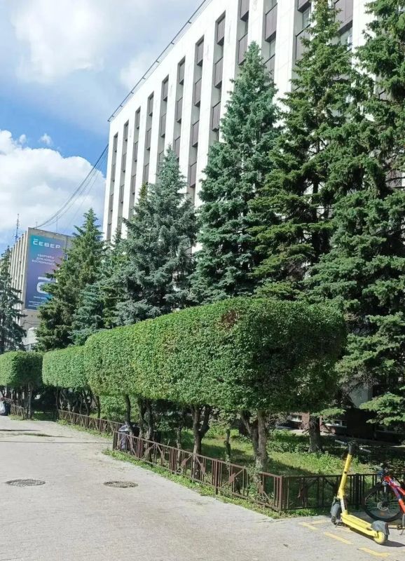 Что стрижём? Живую изгородь! Что стрижём? Живую изгородь!
