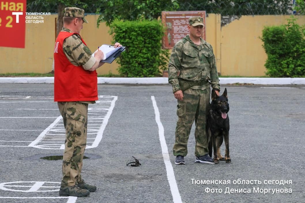 Нюх на победу: в Тюмени соревнуются сильнейшие кинологи Урала Нюх на победу: в Тюмени соревнуются сильнейшие кинологи Урала