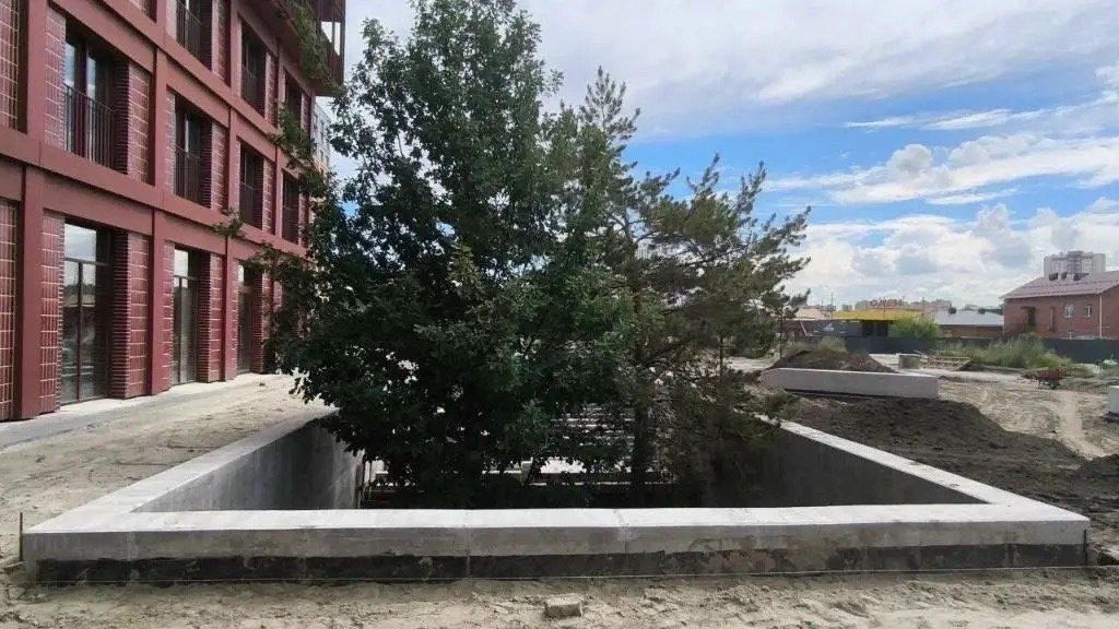 Ради 35летнего дуба в Тюмени пожертвовали частью новостройки
